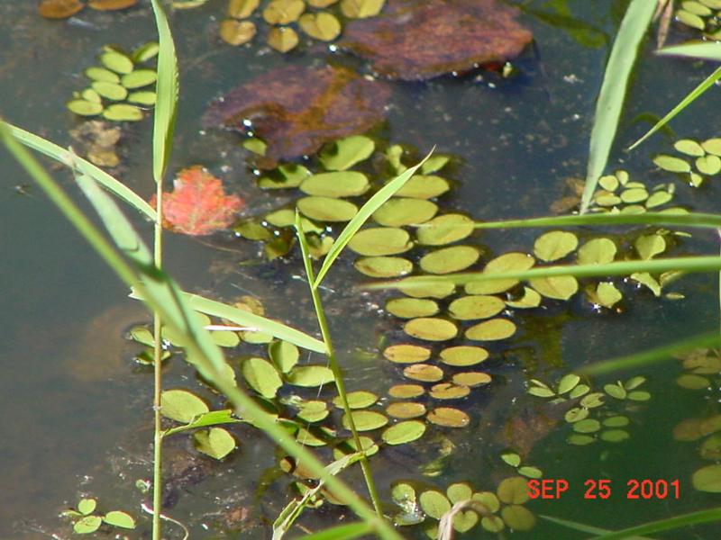 Aquatic Nuisance Species Management Plan Outdoor Alabama